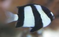 /album/galeria-de-fotos/stripe-damsel-dama-jpg/